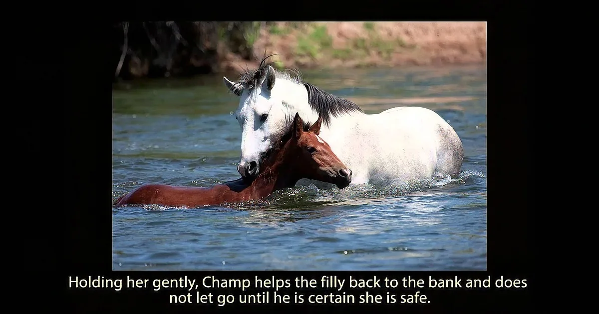 A white horse gently holds a brown foal in the water, ensuring its safety.