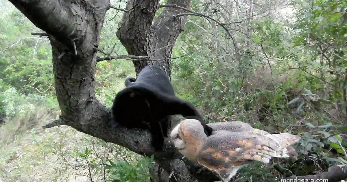 This Cat Tries to Approach the Owl. What Happens Next? You Won't Believe This!