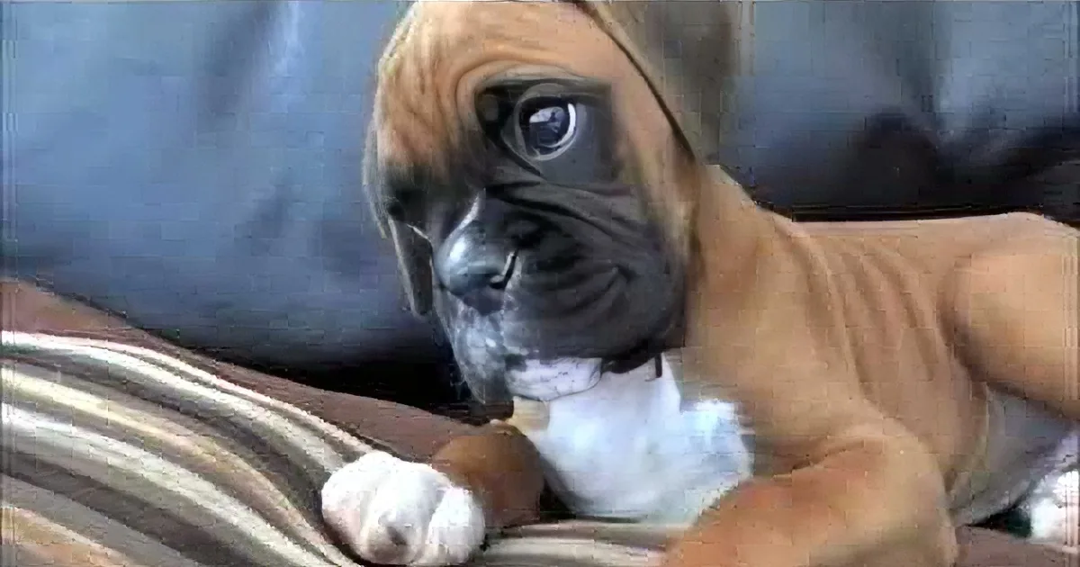A curious Boxer puppy with a brown and white coat is lying on a striped blanket, looking directly at the camera.
