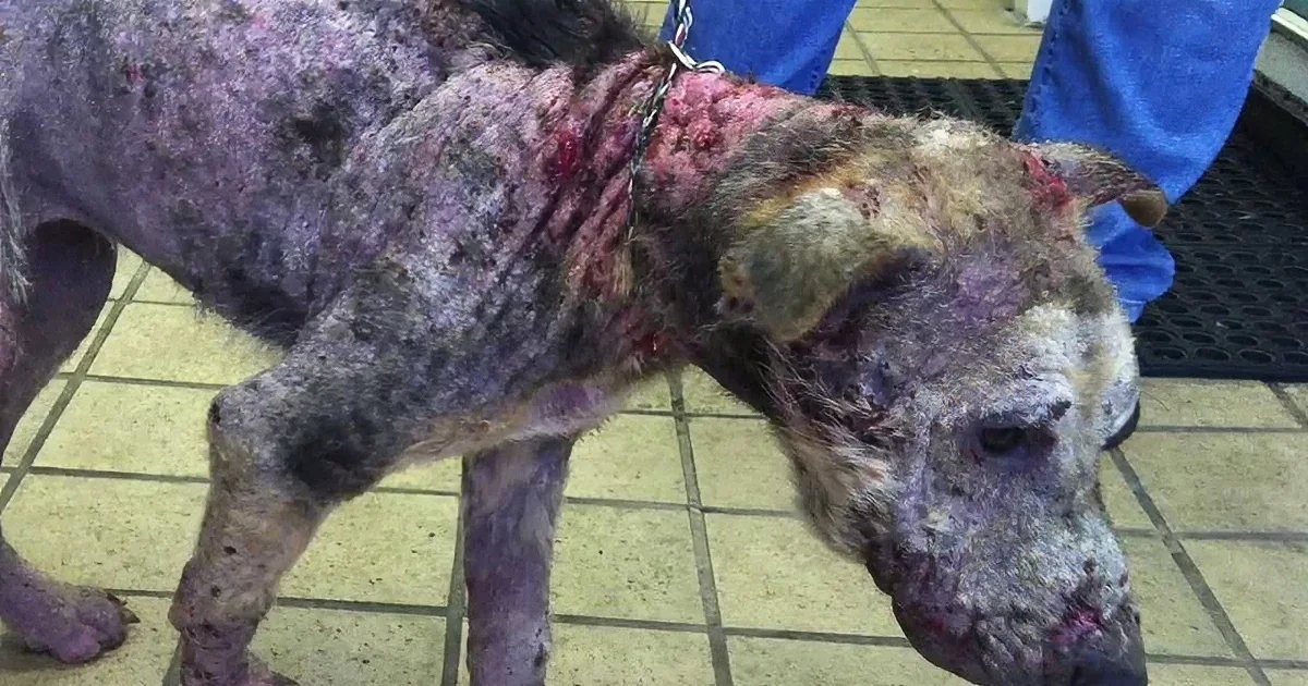 A severely emaciated dog with visible injuries and scarring is shown in a veterinary setting.