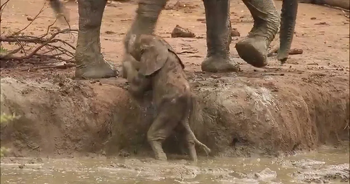Mom Couldn''t Rescue This Baby Elephant From the Water Hole. Watch Who Saves the Day!