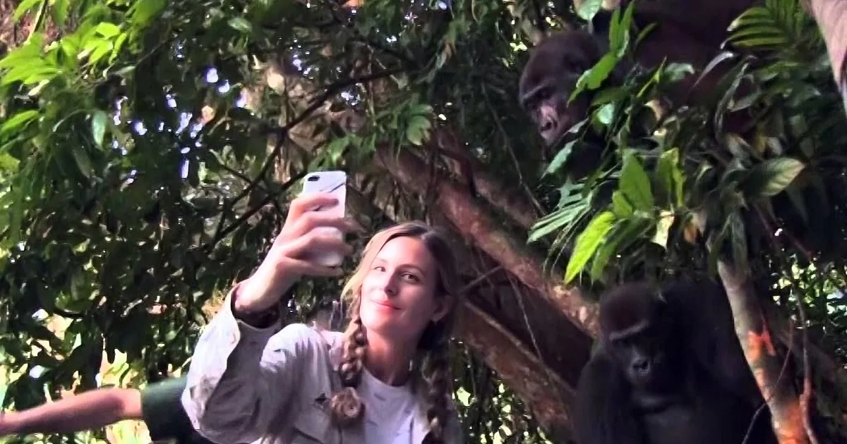 A gorilla peers down from a tree as people take photos with their phones.