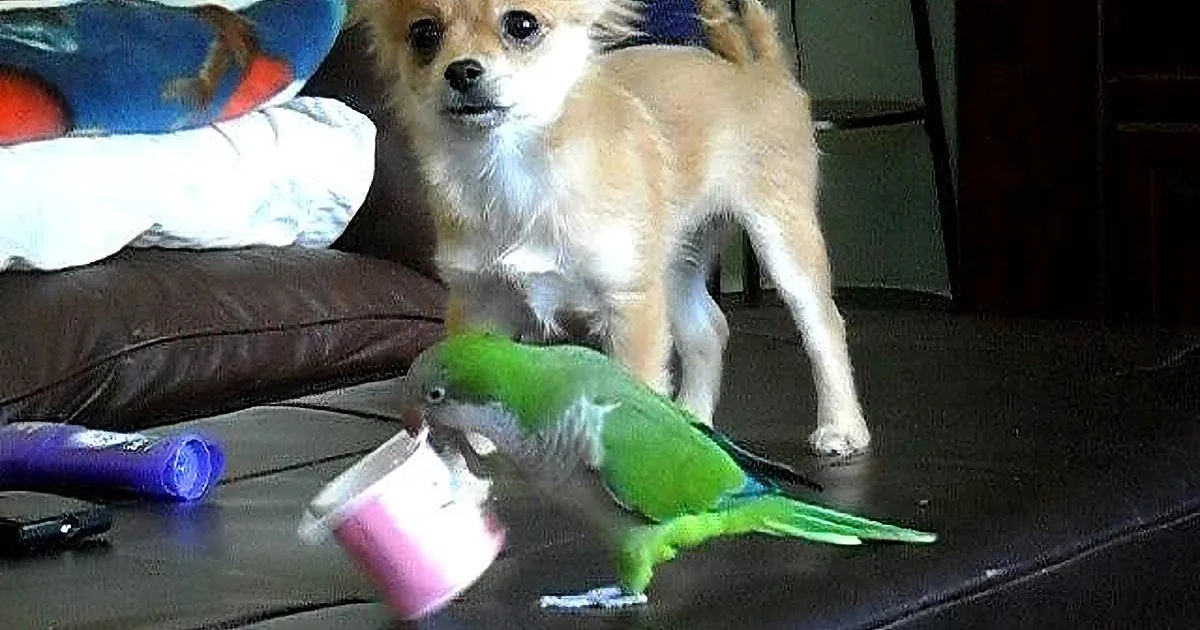 A small dog stands near a green parrot on a table, surrounded by toys and a couch.