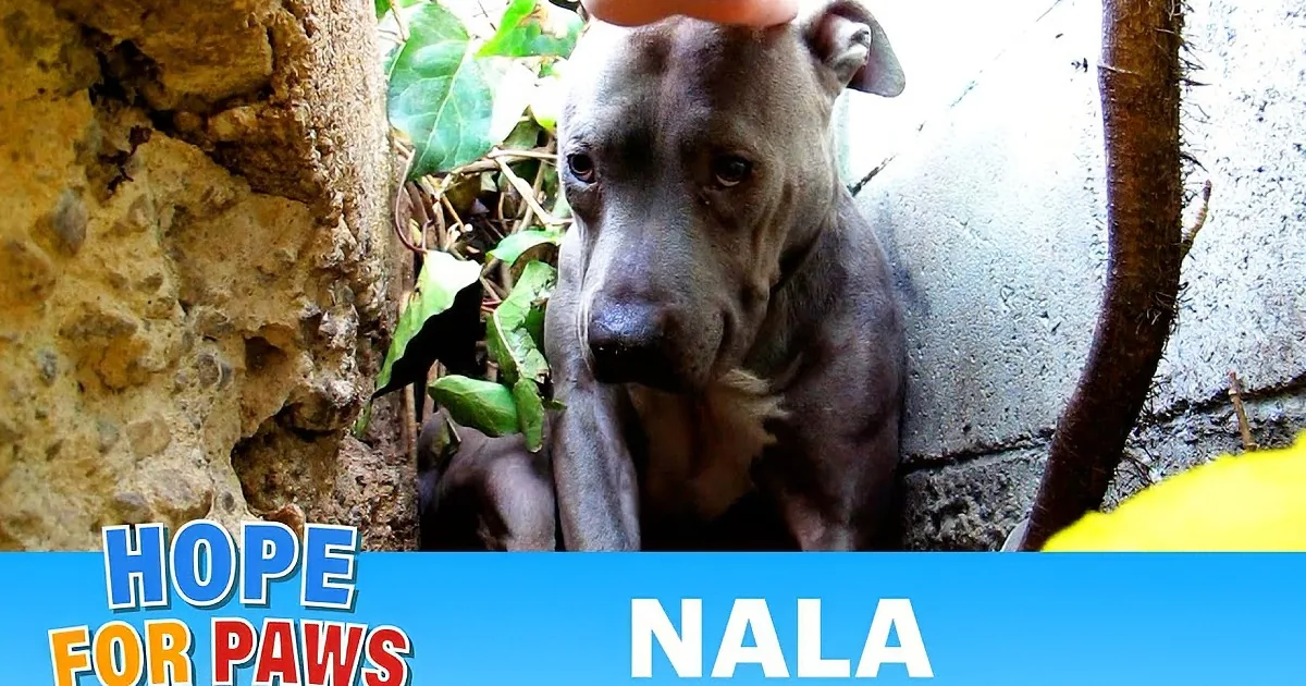 A woman pets a gray Pit Bull with a green collar, surrounded by lush greenery.