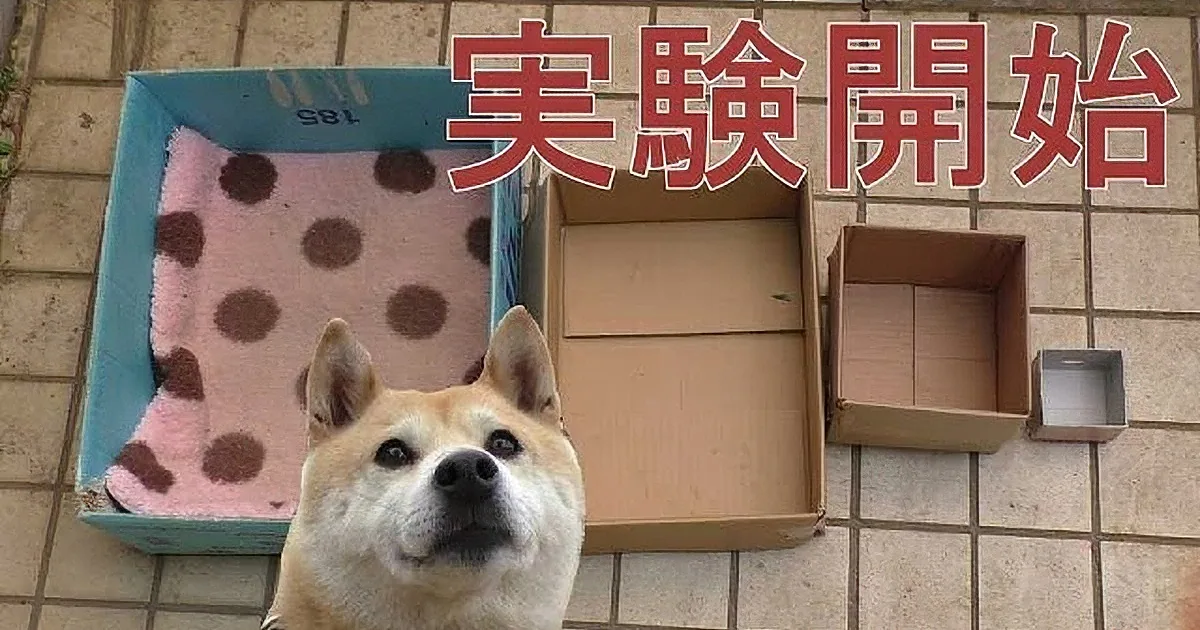 His Dog Loves Riding in a Box. What His Owner Thought of Next Is Hilarious!