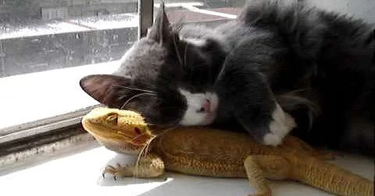 A cat and a lizard are resting together on a windowsill, with the lizard partially obscured by the cat.