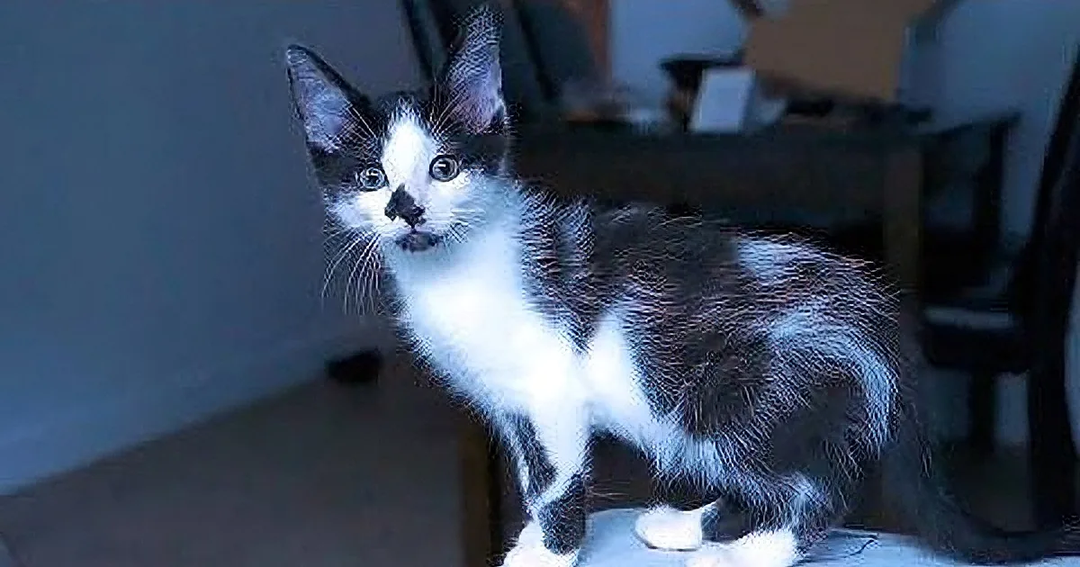 A curious black-and-white kitten with large eyes gazes directly at the camera, surrounded by smaller images of its paws.