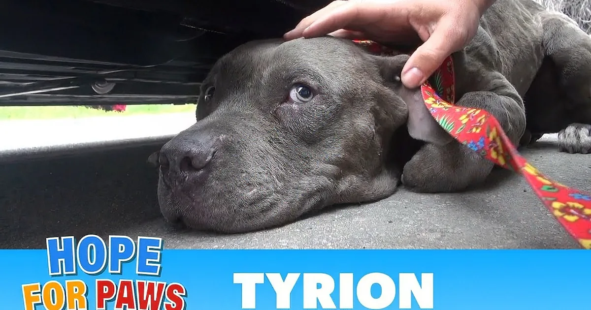 A pit bull puppy with a red ribbon is being petted under a car, rescued moments before a disaster.