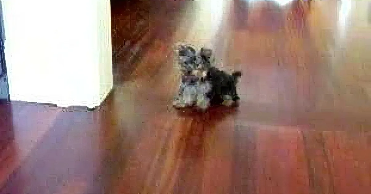 Two small, dark-colored dogs are sitting on a shiny, reddish-brown wooden floor, facing each other.