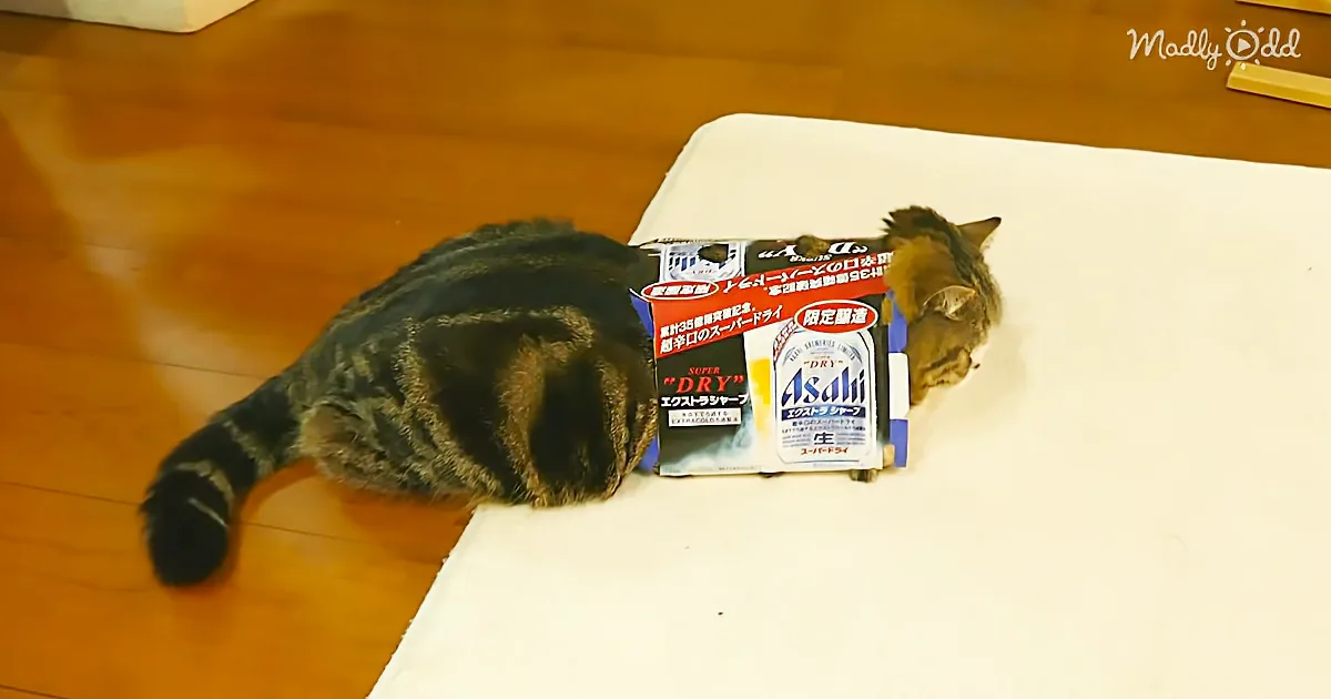 Maru the Cat Loves Getting in Boxes - What Happens When You Give Him Two?