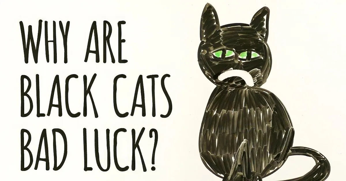 Ever Wonder Why They Say Black Cats Are Bad Luck? This Video Reveals the Real Reason!