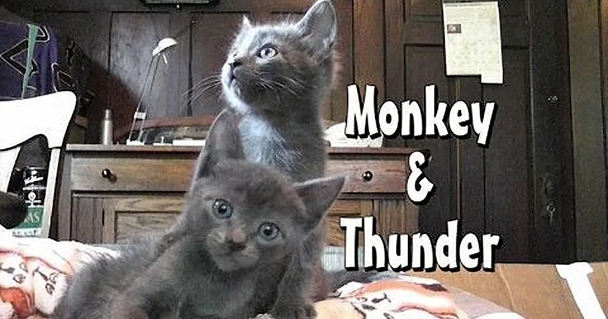 Two gray kittens sit on a bed, one looking up, the other facing forward, with text "Monkey & Linnae" overlaid.