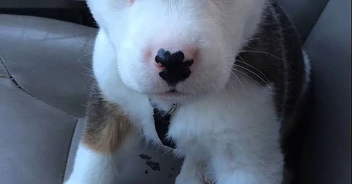 A close-up of a white and brown cat's face, nose slightly tilted, sitting in a car.