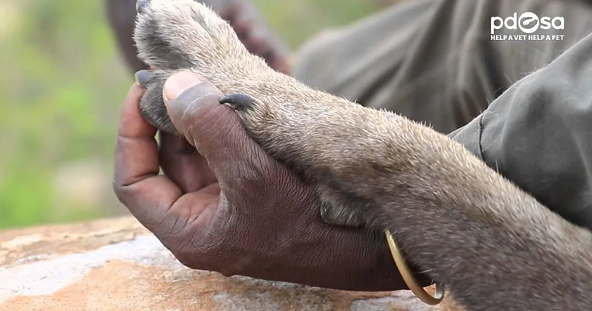 This Dog Saved 115 Rhinos! Watch How the World Repays Him.