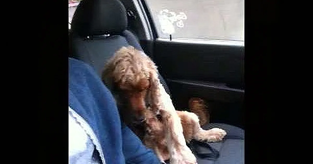 A fluffy brown dog sits in a car seat, looking down with its head resting on its front paws.