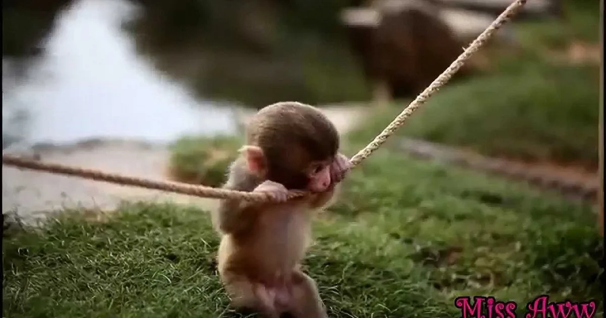 A baby monkey clings to a rope, appearing to swing or climb, with a grassy background.