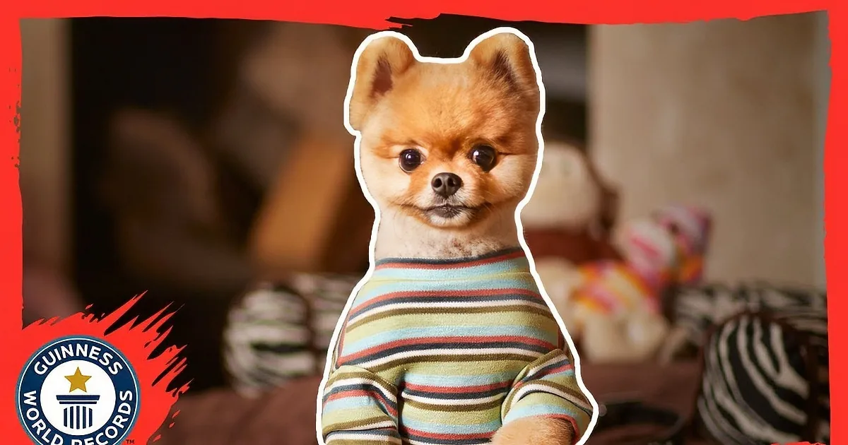 A small dog in a striped sweater stands in front of a blurred background with a Guinness World Records logo.