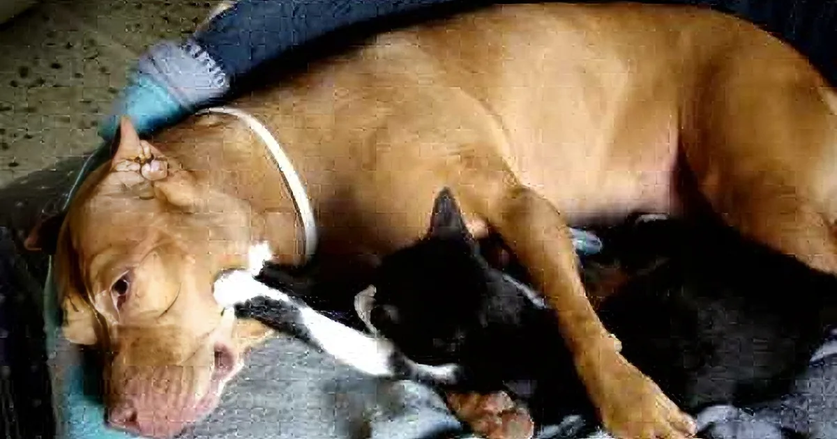 A large brown dog is lying down, resting its head on a smaller black and white puppy, both on a blue blanket.