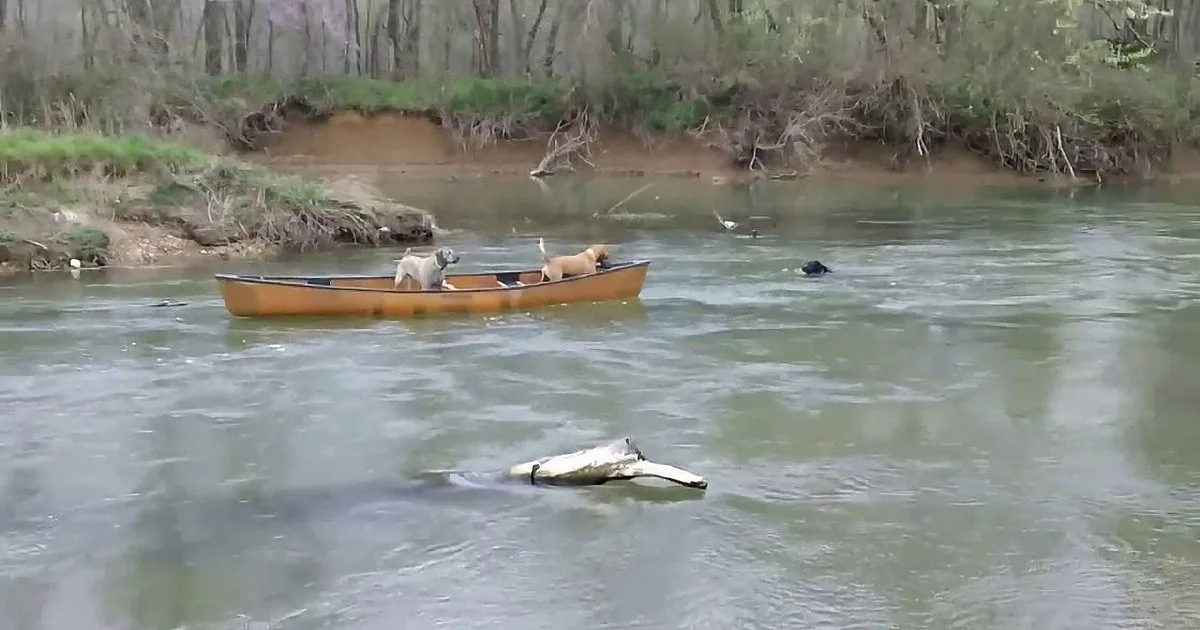 Two dogs in a canoe on a river with a submerged log and trees in the background.