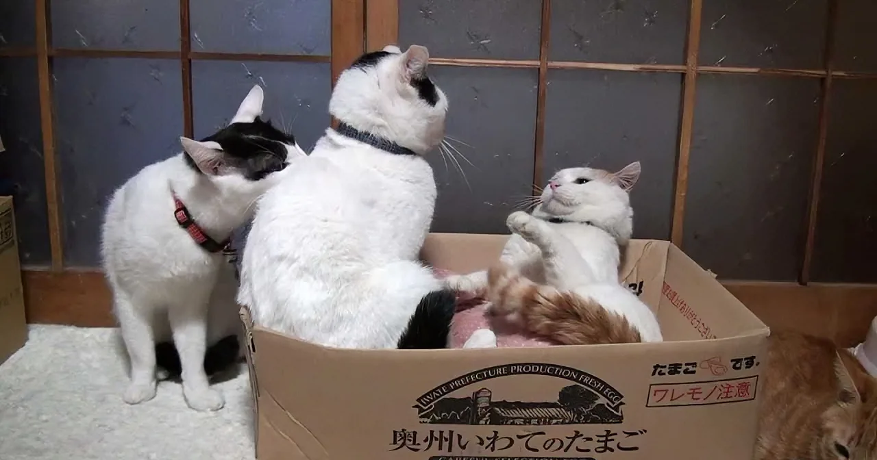 Three cats are interacting with a cardboard box, with one cat inside and another on top, while a third cat looks on.