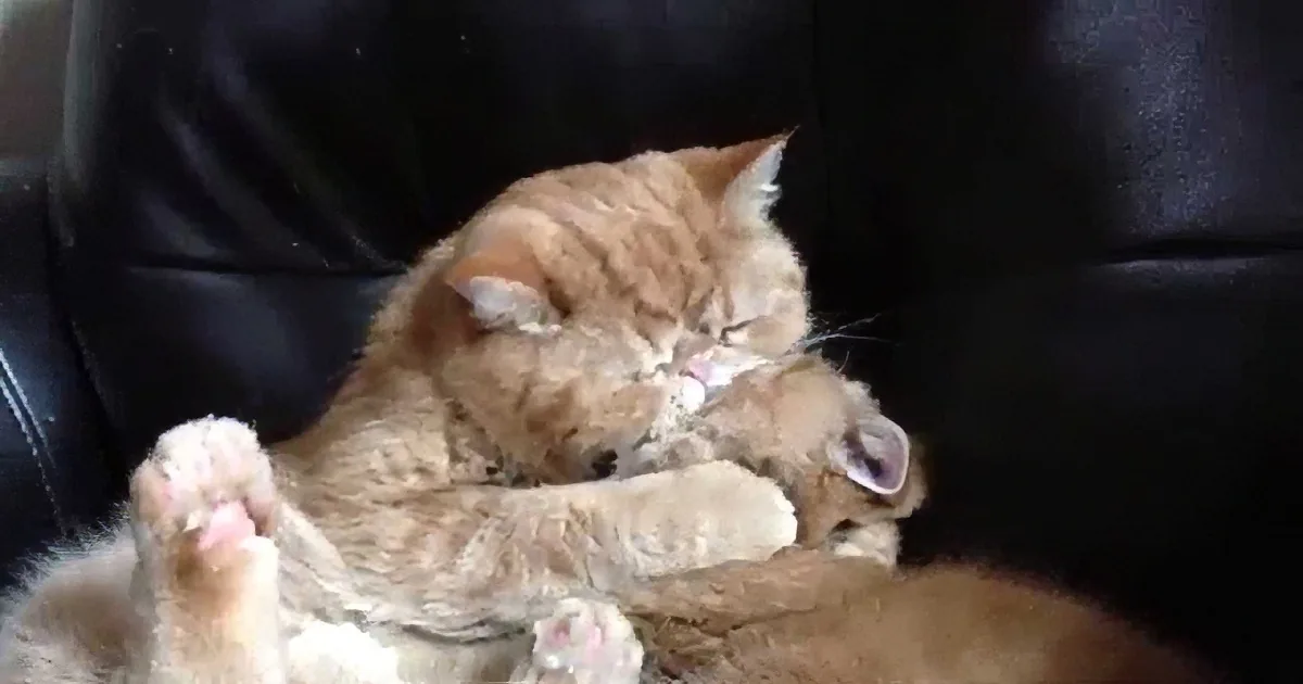 An orange tabby cat is curled up asleep on a black leather chair.