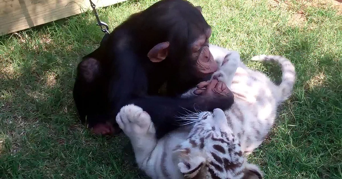 A chimpanzee playfully interacts with a white tiger cub on grass.
