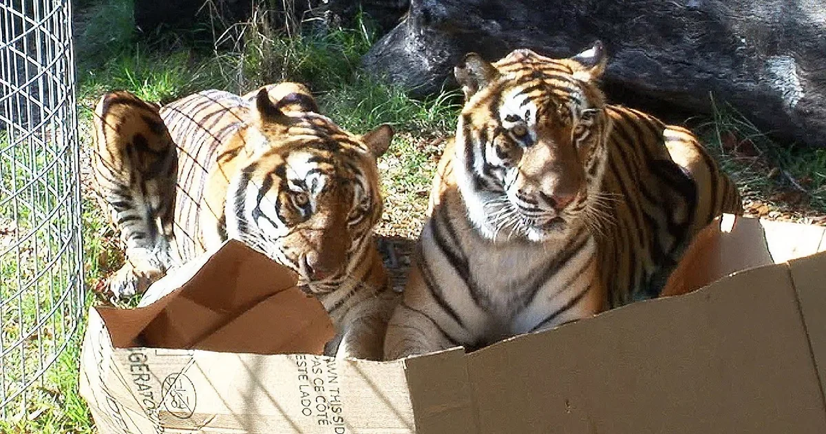 Tigers are in a cardboard box, with one looking out and another partially inside, surrounded by grass and rocks.
