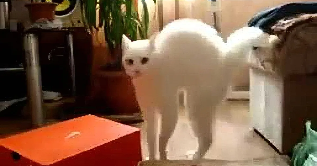 Need a Good Laugh? Then Watch This Goofy Kitty! LOL!