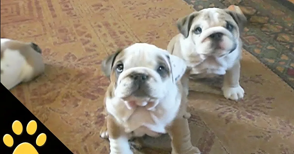 These Bulldogs Do the Cutest Thing, but the Ending Is My Favorite! Wow!