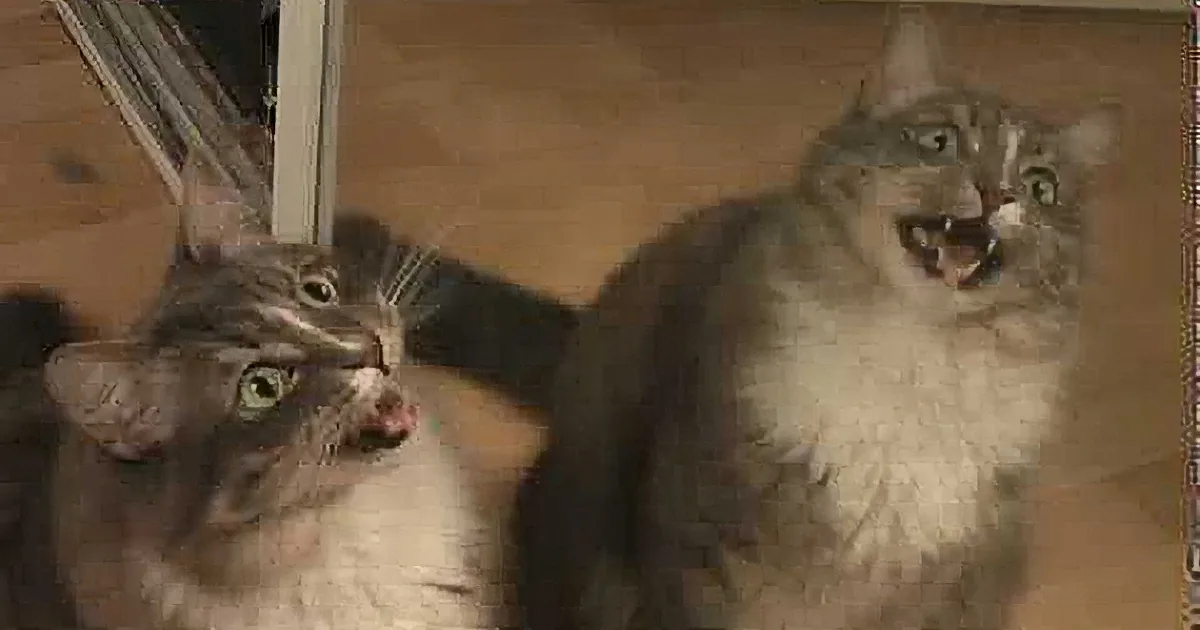 A cat with a surprised expression and wide-open mouth is the main subject, with a blurred background.