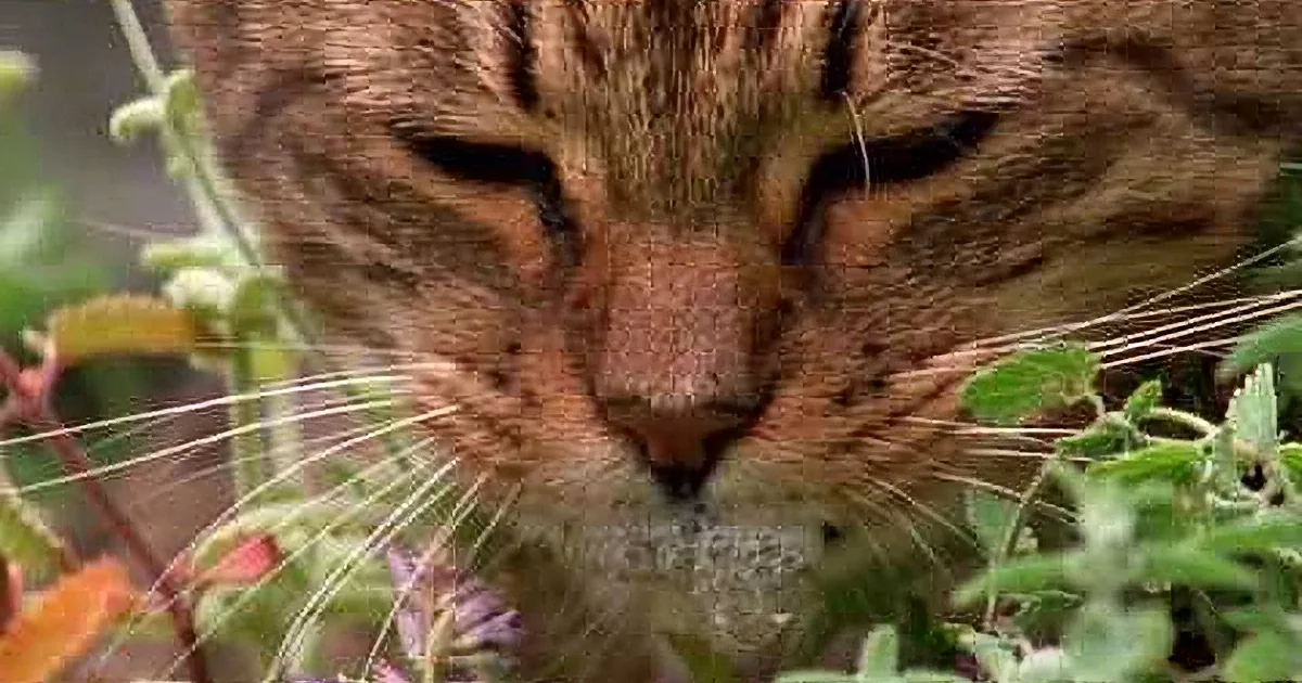 A close-up of a cat with closed eyes, whiskers prominent, surrounded by greenery and small purple flowers.
