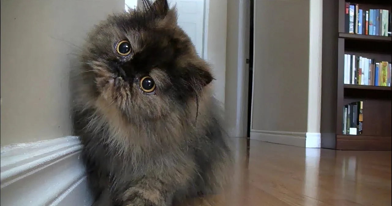 A fluffy, curious cat with large eyes sits on a wooden floor, looking up.