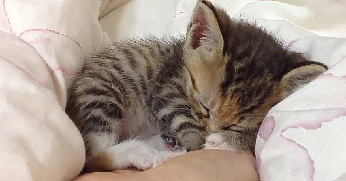 A small, striped kitten sleeps peacefully on a soft, pink-patterned blanket.