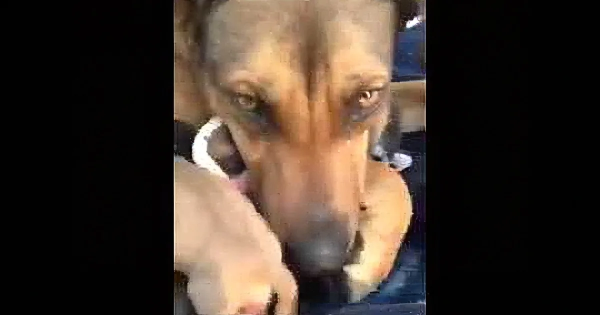 What This Mother Does When She Is Reunited With Her Lost Puppies Made My Heart Sink. OMG!