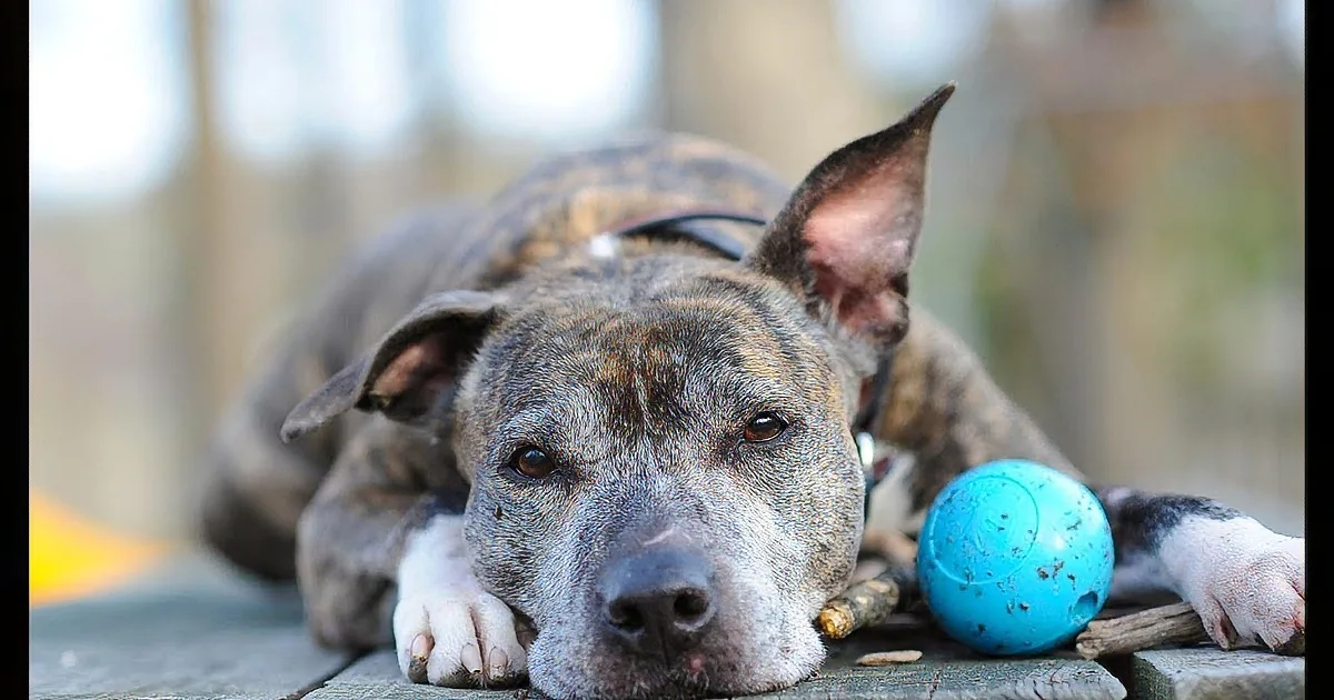 A brindle dog rests on a wooden surface with a blue ball and stick nearby.