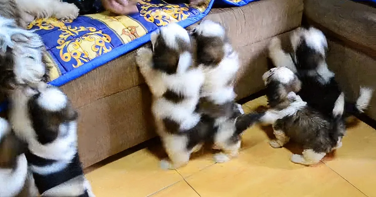 Several small, fluffy puppies with black and white fur are playing on a wooden floor near a cushioned bench.