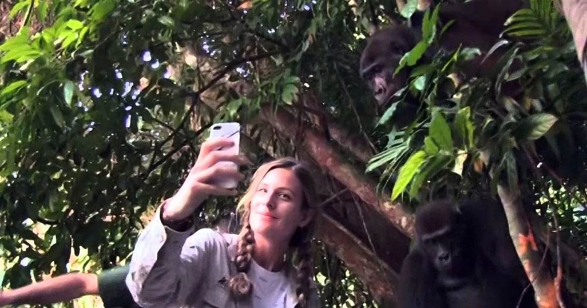 A gorilla peers down from a tree while a person takes a selfie nearby.