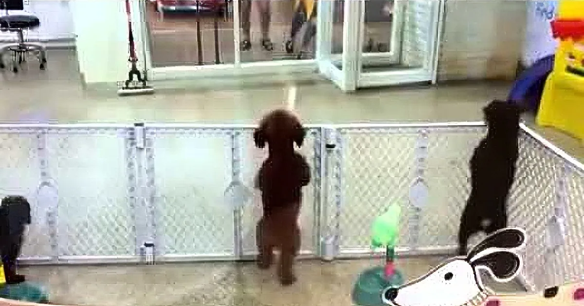 A small dog stands on hind legs in a fenced area, looking out towards a glass door.