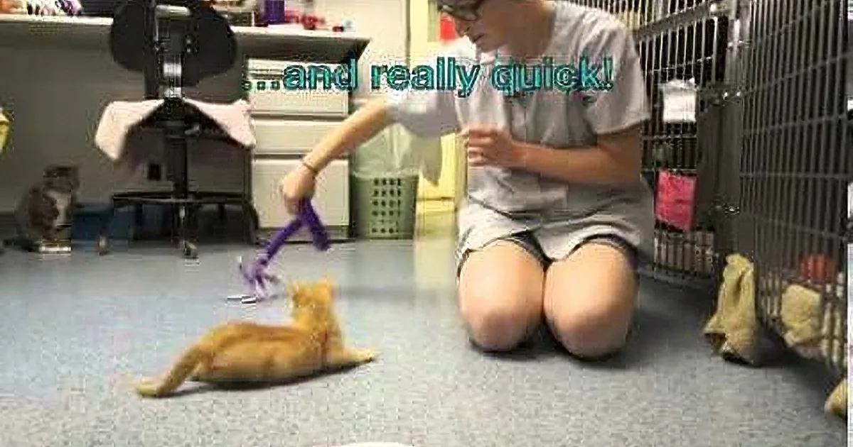 A person plays with a toy with a cat, which is quick and energetic.