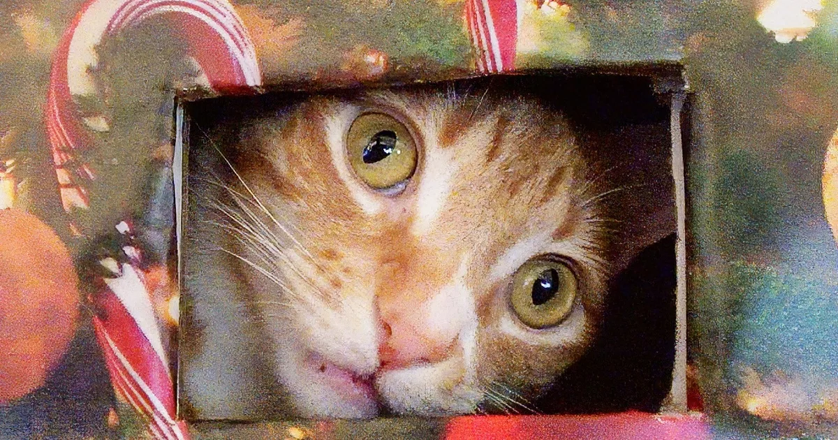 An orange tabby cat with wide eyes peers out from a Christmas-themed box with candy canes.