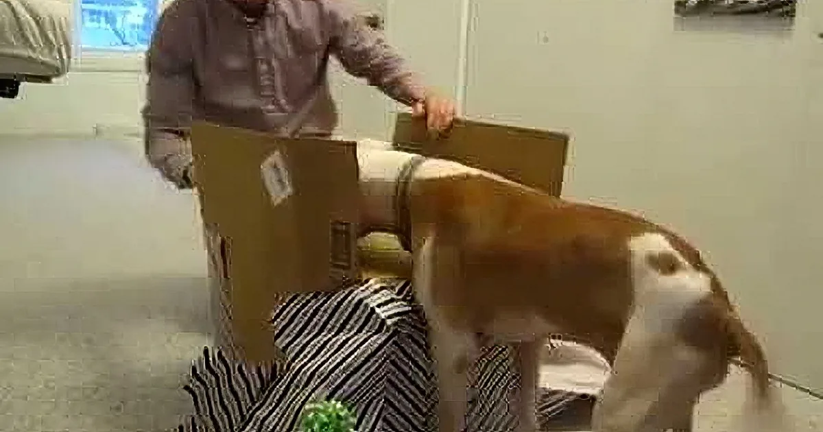 A dog is playfully interacting with a person holding a cardboard box in a living room.