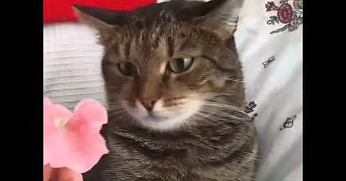 A tabby cat sits on a white surface, looking at a pink flower held by a hand.