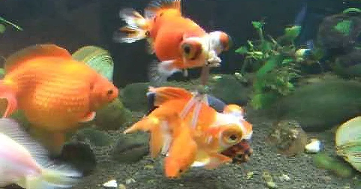 Instead of Letting His Fish Die, This Pet Owner Created an Awesome Solution. OMG!