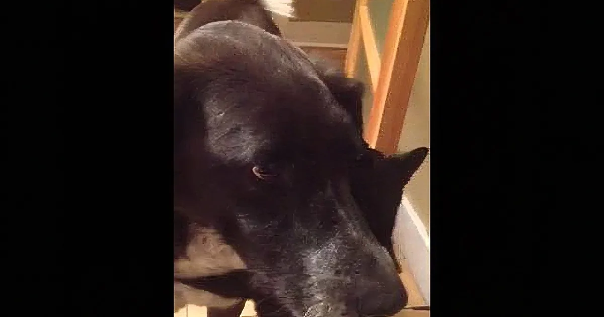 A black dog with a white patch on its chest is looking down, possibly at something on the floor.