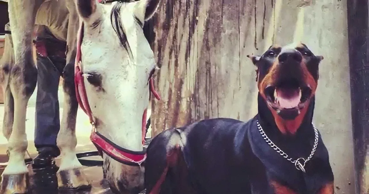 A Doberman in a black outfit and chain collar sits next to a white horse with red bridle.