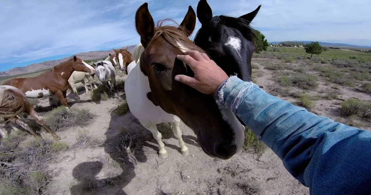 Cowboy Approached a Herd of Horses. What Happened Next? I Can''t Believe It!