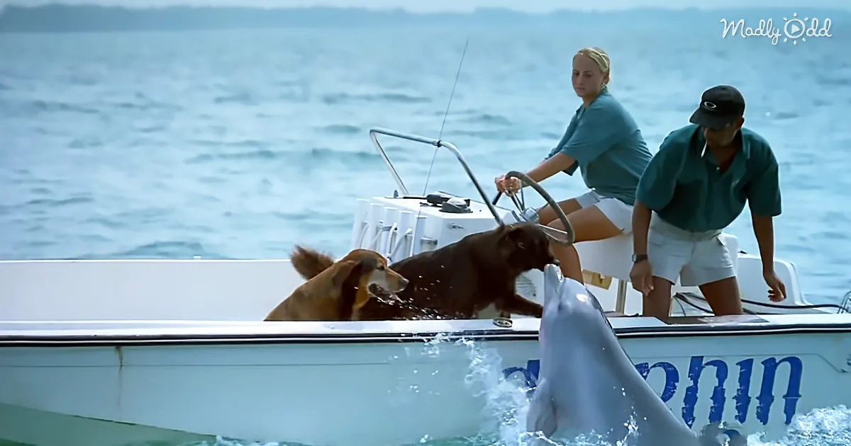 This Spirited Dolphin Swims up to the Boat. Now Keep Your Eyes on the Dog. Amazing!