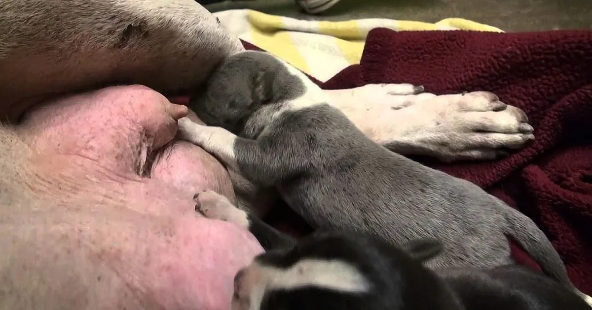 A nursing puppy is seen nursing from its mother, surrounded by other puppies and a red blanket.