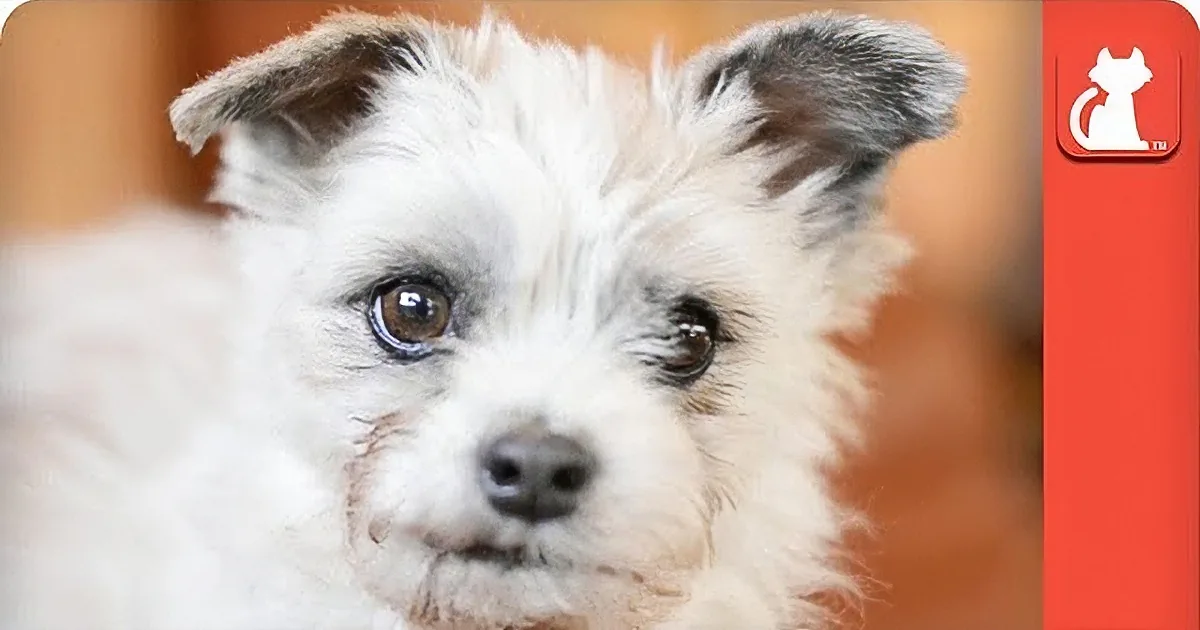 A close-up of a fluffy white dog with dark eyes and a curious expression.