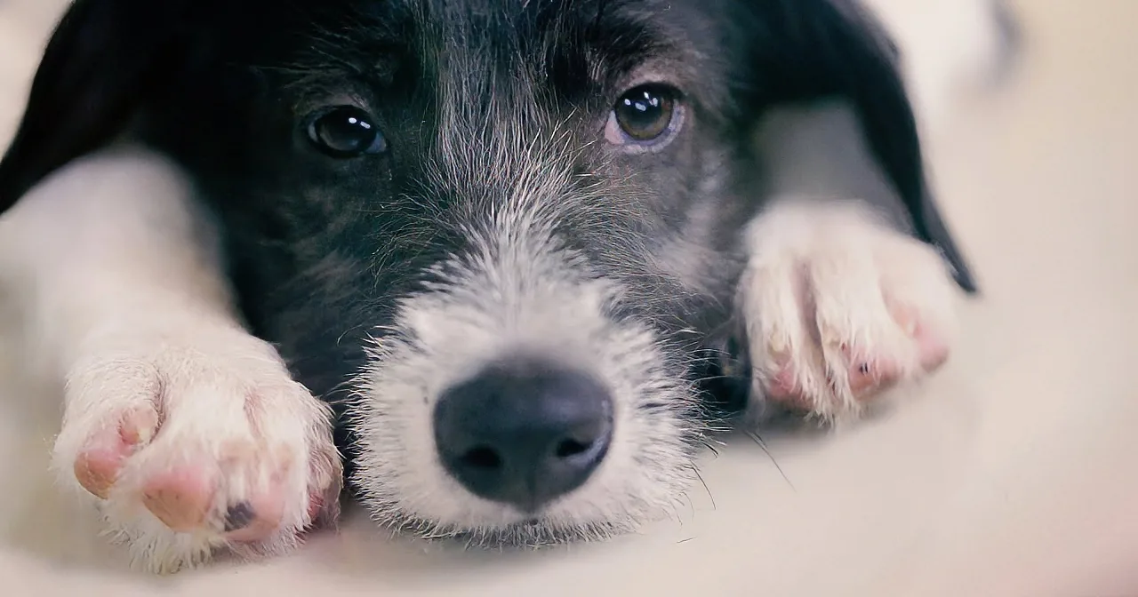 A close-up of a black and white puppy with its paws resting on its face, looking directly at the camera.